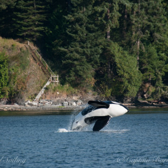 Sailing Orcas Island Eastsound with T137s Transient (Biggs) Orcas