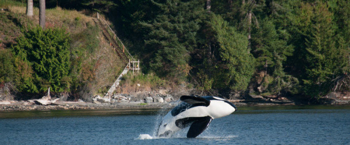 Sailing Orcas Island Eastsound with T137s Transient (Biggs) Orcas Sailing Orcas Island Eastsound with T137s Transient (Biggs) Orcas
