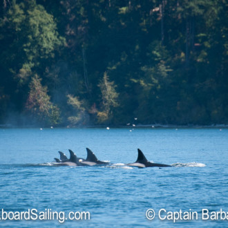 Biggs Orca family T30s from Upright Head to Griffin Bay