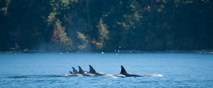 Biggs Orca family T30s from Upright Head to Griffin Bay