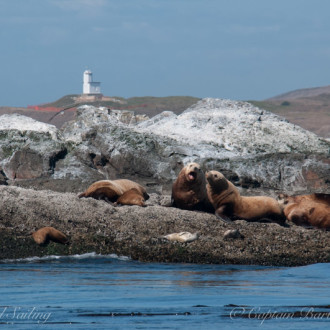 Short summer sail to Whale Rocks