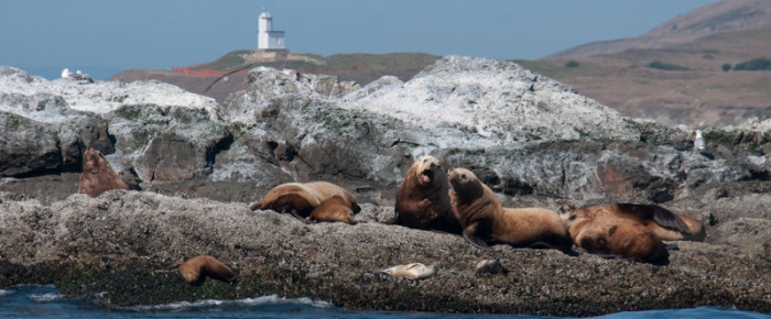 Short summer sail to Whale Rocks