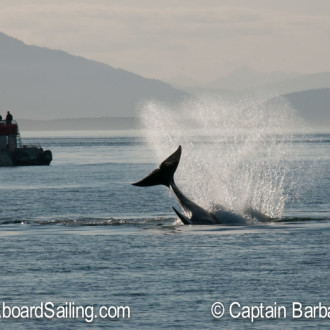 Biggs Orcas T36As, T37,& T46s hunting Waldron, White Rock, Flattop – T37Bs,T34s by O’Neal