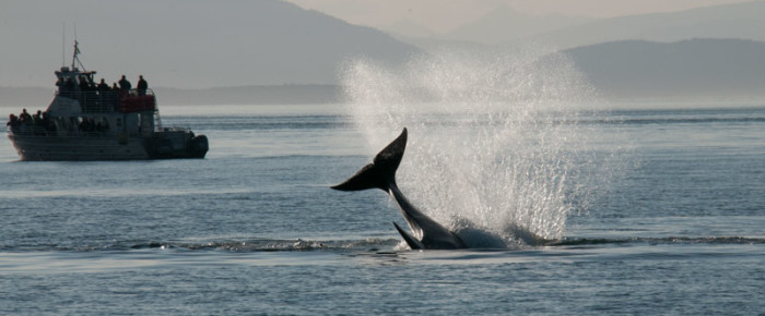 Biggs Orcas T36As, T37,& T46s hunting Waldron, White Rock, Flattop – T37Bs,T34s by O’Neal