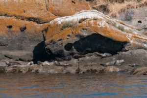Harbor Seals Hauled out San Juan Islands