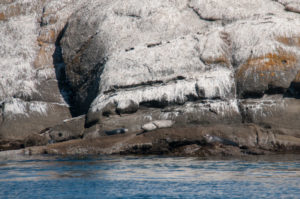 Harbor Seals Hauled out San Juan Islands