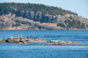 White Rock and Point Disney , Cormorants and Harbor seals