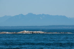T65A Transient Orcas hunting at Boiling reef