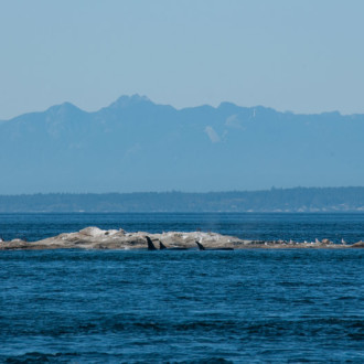 Whale Watching Sailing T65As at Boiling Reef