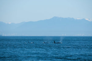 Transient Orcas T65As