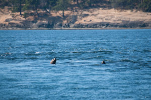 Steller Sea Lions lucky escape after close pass form T65A Transient (Biggs) Orcas