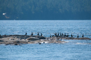 Harbor Seals lucky escape after close pass form T65A Transient (Biggs) Orcas