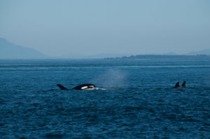 Transient Orca T65A2 backward swimming while eating