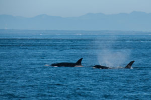 Transient Orcas T65A with T65A2