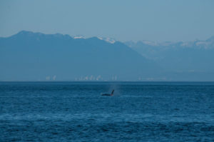 Transient Orca T65A2 - 13 year old male