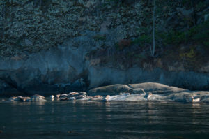 Harbor Seal Haul Out San Juan Islands Skipjack National Wildlife Refuge