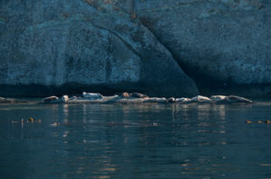 Harbor Seal Haul Out San Juan Islands Skipjack National Wildlife Refuge