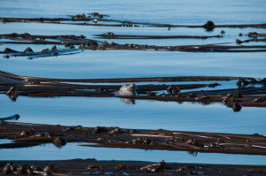 Harbor Seal resting in Kelp forest
