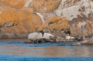 Bare Rock National Wildlife Refuge