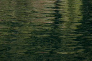 Forest reflections of Presidents Channel, Orcas Island