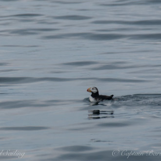 Smith Island Humpback, horned and tufted puffins