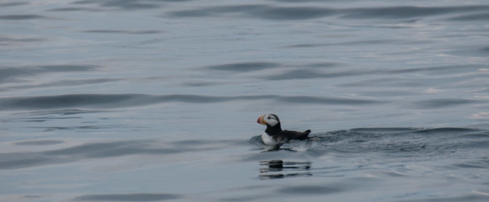 Smith Island Humpback, horned and tufted puffins