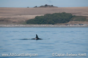 L82 'Kasatka' South Beach