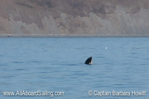 L123 'Lazuli' , our youngest Southern Resident Orca, playful behavior spouting water