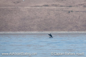 Playful L123 'Lazuli' breaching