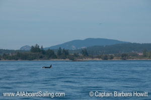 L106 'Pooka' with Turtle Back Mountain beyond False Bay