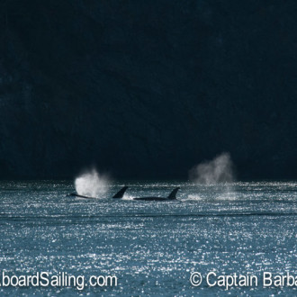 Whale watching sailing with T65As in Rosario Strait