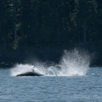 Whale watching sailing with Transient Orcas in San Juan Channel