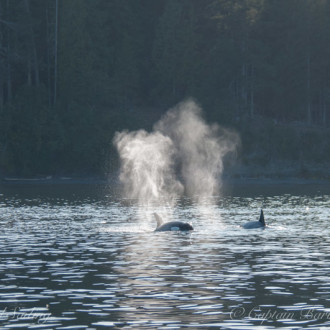 Sunset sail with Transient Orcas in San Juan Channel