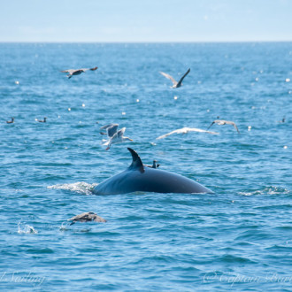 Minke Whale feeding off Salmon Bank