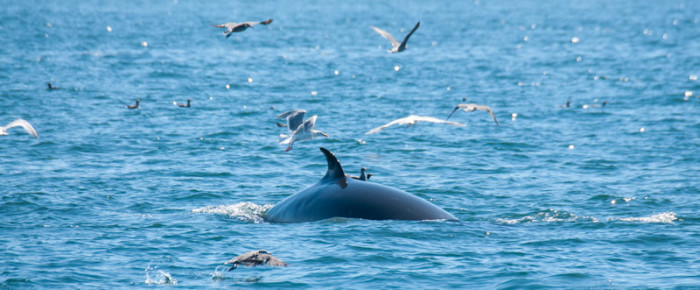 Minke Whale feeding off Salmon Bank