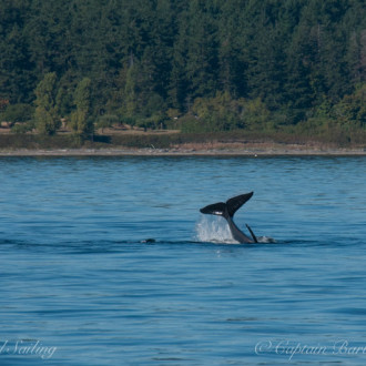 Sail around San Juan Island with T65A Transient Orcas, a Loon, and an Osprey