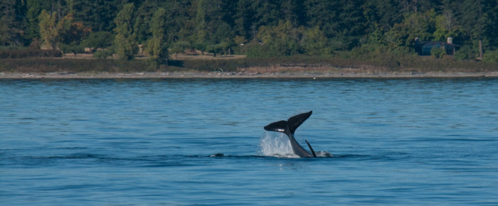 Sail around San Juan Island with T65A Transient Orcas, a Loon, and an Osprey Sail around San Juan Island with T65A Transient Orcas, a Loon, and an Osprey