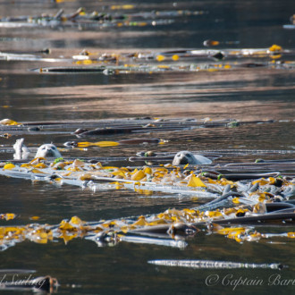 Sailing the edge of the kelp forest