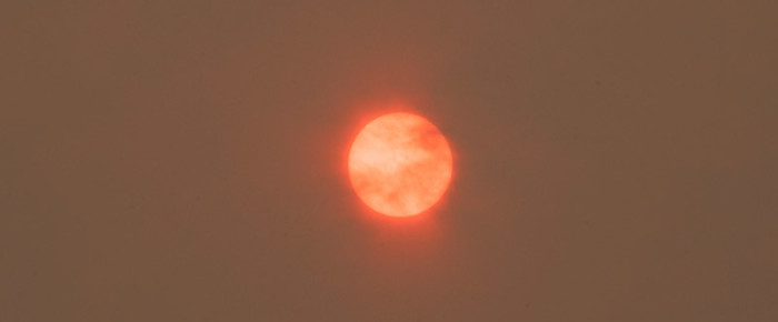 Wildlife adapts to life in an atmosphere of Forest Fire haze