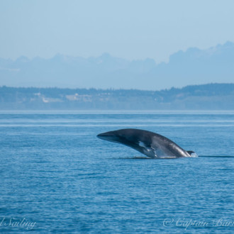 L12s with breaching Minke Whales