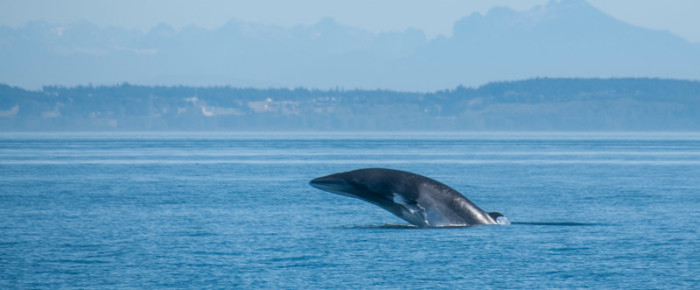 L12s with breaching Minke Whales