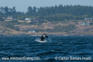Killer whale breach
