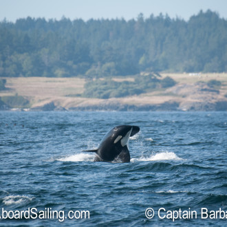 Whale watching in wild seas