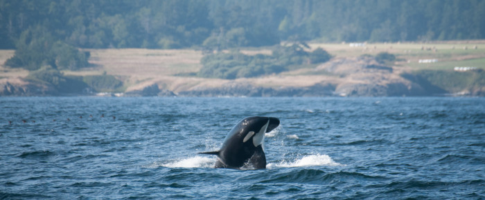 Whale watching in wild seas