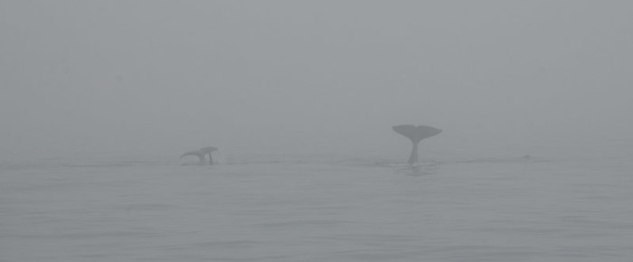 L12s in the fog L12s in the fog