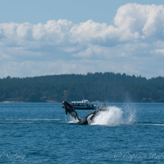 L pod southbound in San Juan Channel