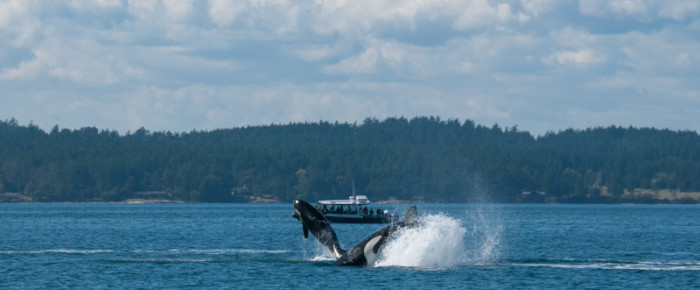 L pod southbound in San Juan Channel
