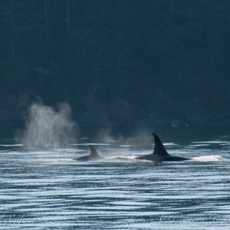 Three whales missing from the T65As and T99s in San Juan Channel