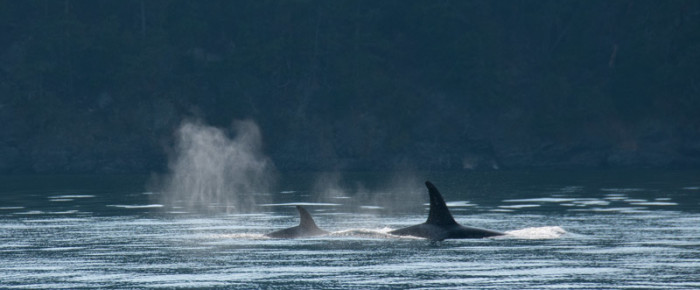 Three whales missing from the T65As and T99s in San Juan Channel
