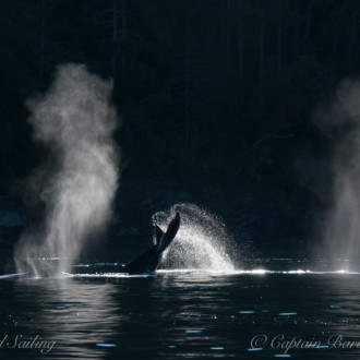 Three Humpbacks and a Minke Whale